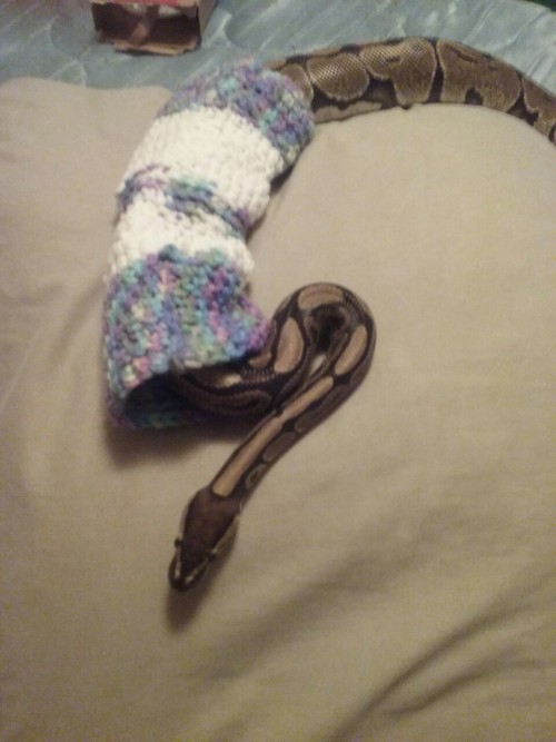 theangryassassin:We wanted to see if the sweater would fit Kaa better than it fit cecil and she went