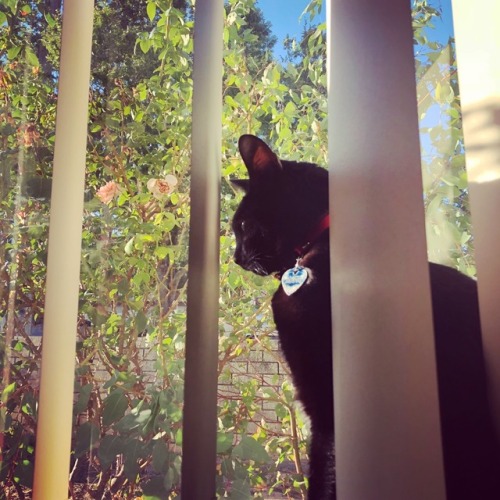 triumph-of-adaptation: My boy Pepito watching the world pass by @mostlycatsmostly