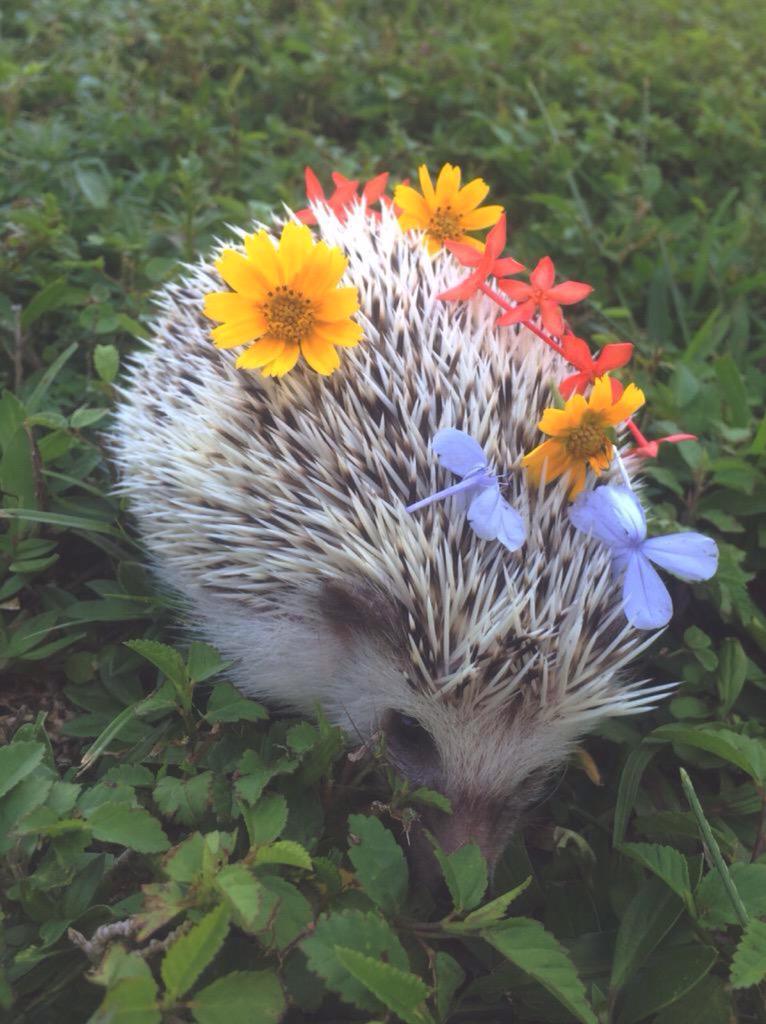honeyykilos:  Happy hedgies