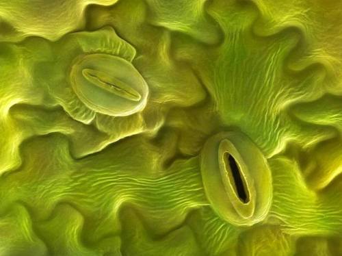 Stomata as a Proxy for Atmospheric CO2 LevelsThese strange, mouth-like structures are called stomata