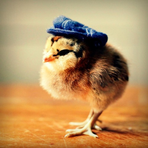 catsbeaversandducks:  Baby Chicks with Tiny HatsBecause we need more baby chicks with tiny hats in this world.(images via chicks in hats)