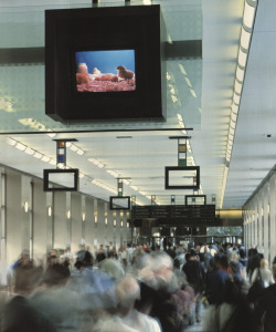 avtavr: Paul PfeifferOrpheus Descending2001Video installation.World Trade Center and World Financial Center,April 15—June 28, 2001. 