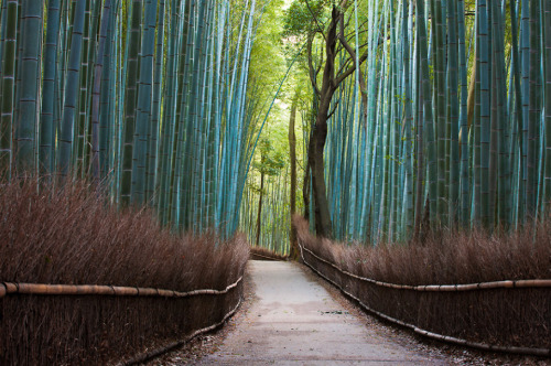 Sex dr-beakman:  Bamboo Forest, Japan. (via one pictures