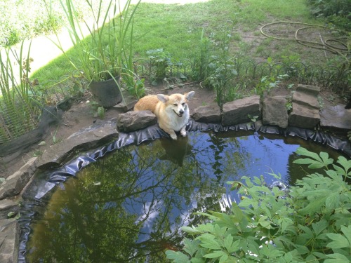 scampthecorgi: Soakin his nails… in the fishpond?