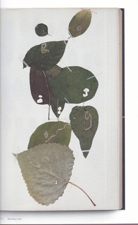 Book of PlantsAnne GeeneUitgeverij de Hef Publishers, Rotterdam 2021, 560 p, ills colour & bw, 1