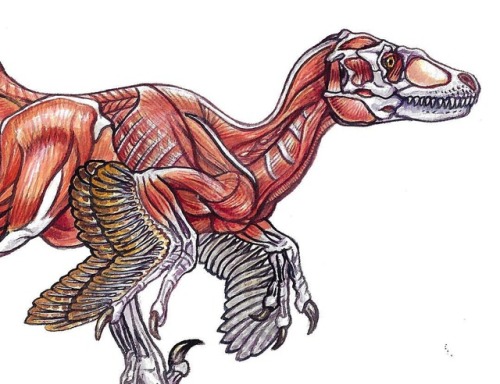 couldn’t resist doing a flayed study of the RAM’s dromaeosaur mount after seeing it the other weeken