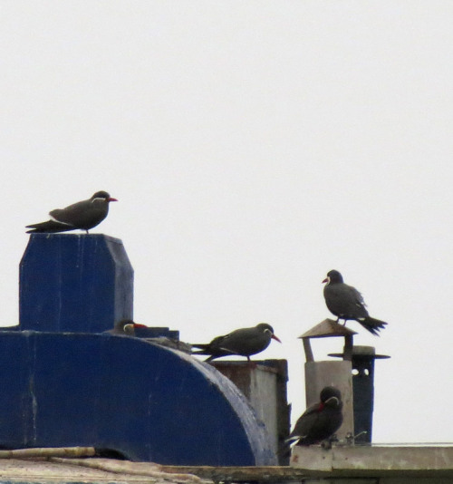 Inca Terns swooped on and off the blue-gabled roof of the La Rosa Nautica restaurant’s roof.Source:h