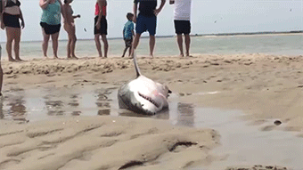 sizvideos:  Rescuing a sharkVideo