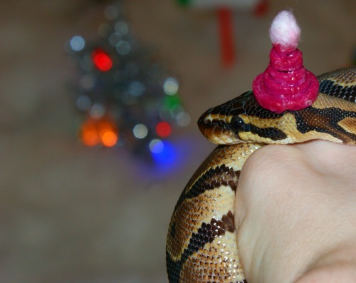 cornsnoot:@tailsandkabuki Here’s the Happy Snolidays set! Cheerio and I wish you all wonderful holid