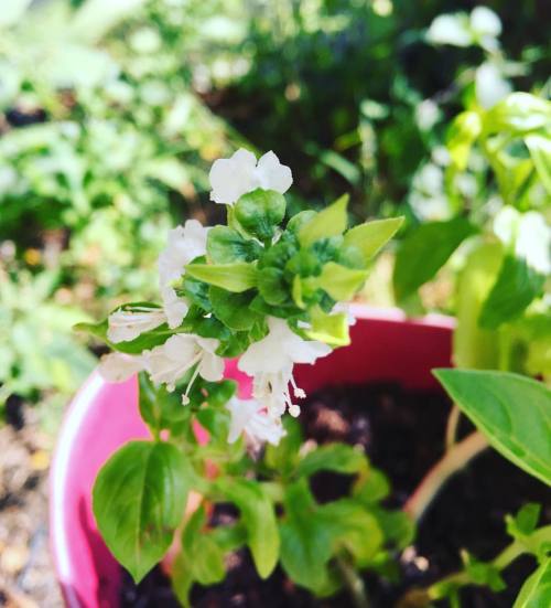 mydrunkkitchen: My basil plant is blossoming!?! Is that normal? Actually I take that question back. 