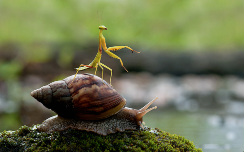 nature-planet: nubbsgalore: need a lift? photos by nordin seruyan in central borneo This i