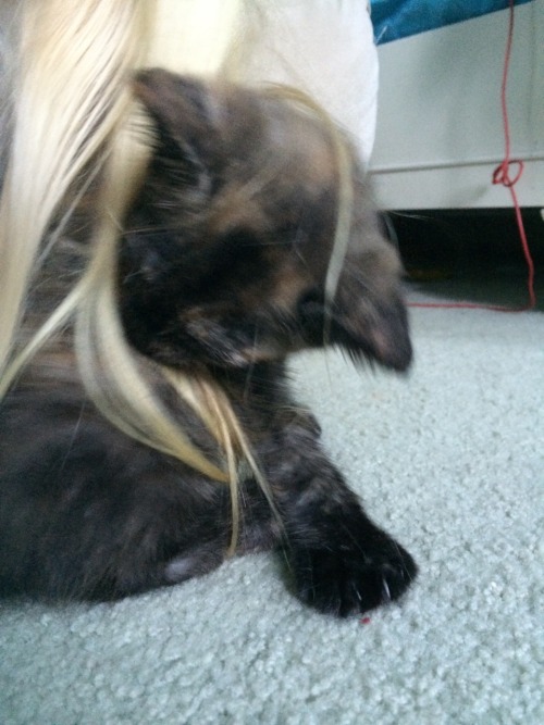 a photoset of kittens playing with annabels hair