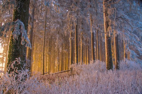 silvaris:  Enchanted by Steve Luther  