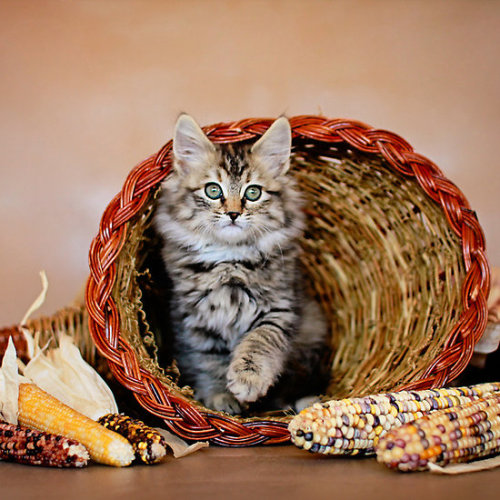 Kitty Cornucopia(via AndreaBorden)