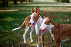 Ibizan Hounds.