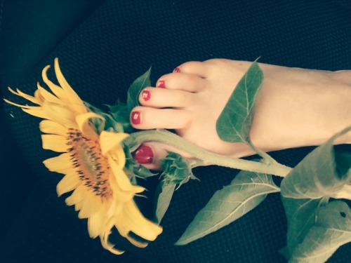 classical-feet: Sunflower day…