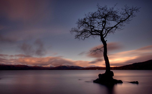 Loch Lomond tree revisit… by ouldm01 on Flickr.