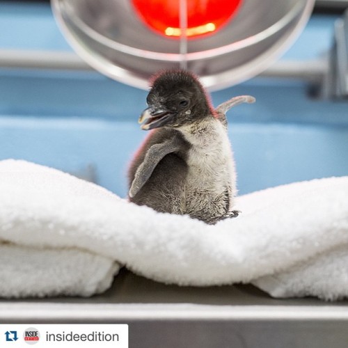 #Repost @insideedition with @repostapp. ・・・ Cute alert! This newly-hatched rockhopper penguin strike