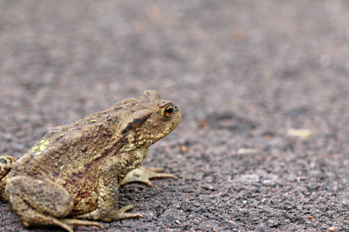 Common toad.