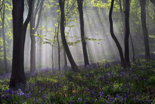 tulipnight: Bluebell Sunrise,by peter spencer porn pictures