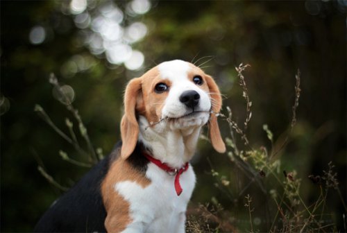 animalrates:  animal rates?