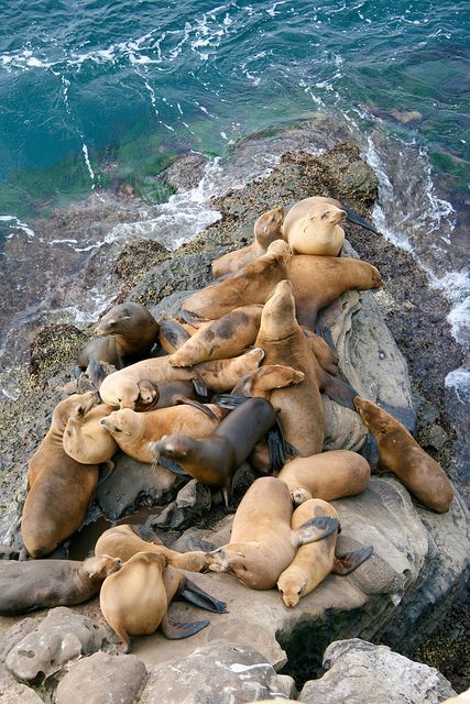 wildlifepower:   S-S-S-SEALS TIME!!! Pinnipeds adult photos