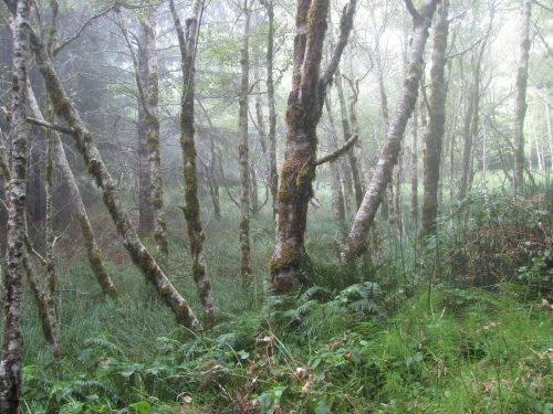 90377:Hidden Valley by J M