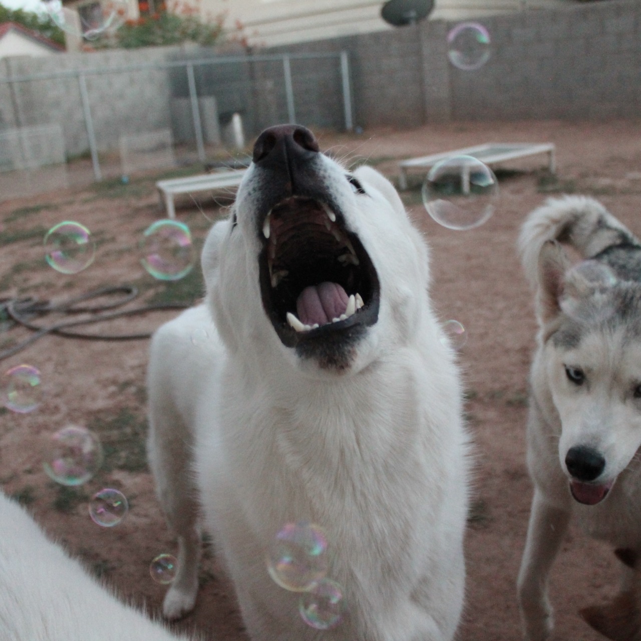 6woofs:  flushy-the-fish:  6woofs:  Their faces, I just can’t  They’re all so