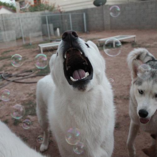 6woofs:  flushy-the-fish:  6woofs:  Their faces, I just can’t  They’re all so adorable. A lot of these pictures with bubbles have come to be my personal favorites.  Thanks! I’m hoping to be able to get some good shots this fall/winter with good