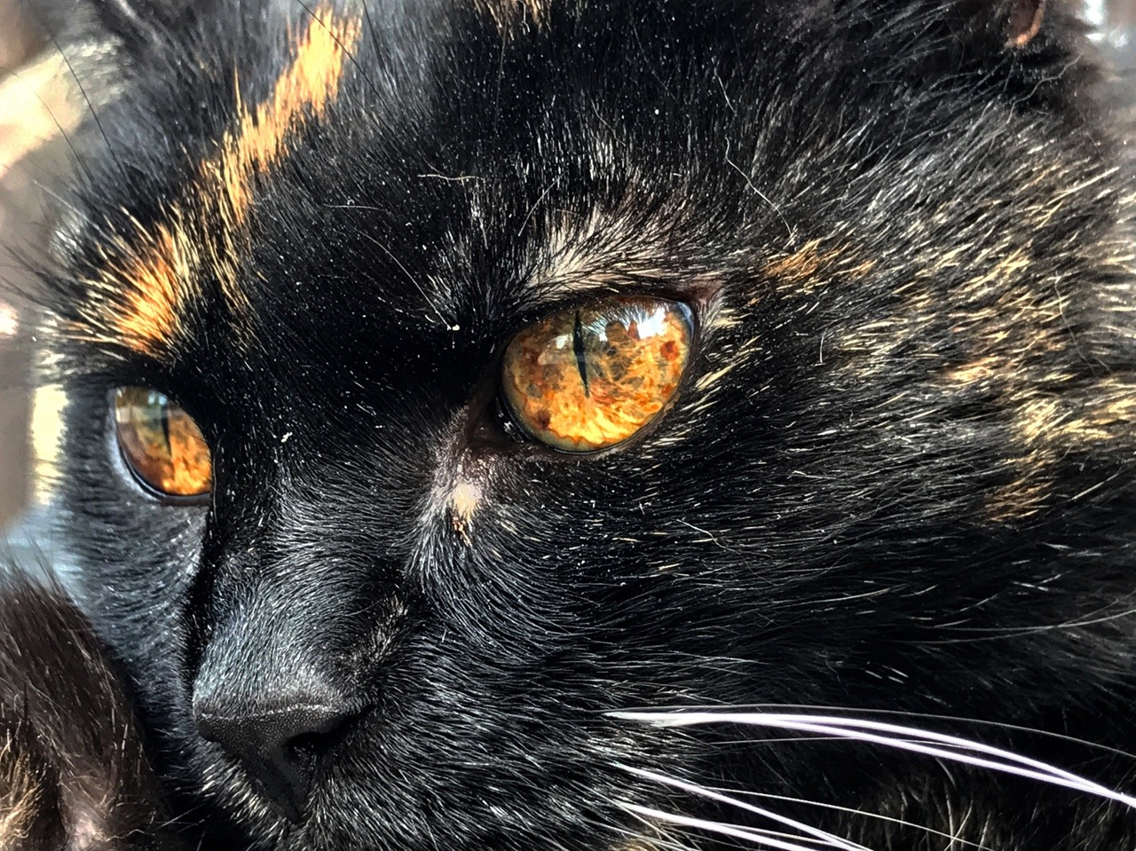 skulllss: Halloween eyes