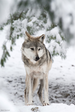 motivationsforlife: Winter Wolf by Mark Dumont