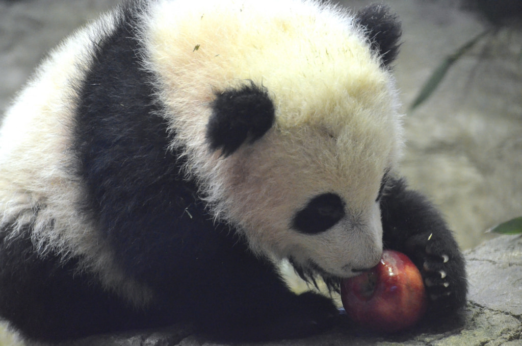 giantpandaphotos:  Bao Bao at the National Zoo in Washington D.C. on January 30,