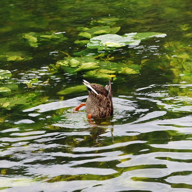 catsbeaversandducks:  &ldquo;Duck and Cover!&rdquo;  (Please click on each