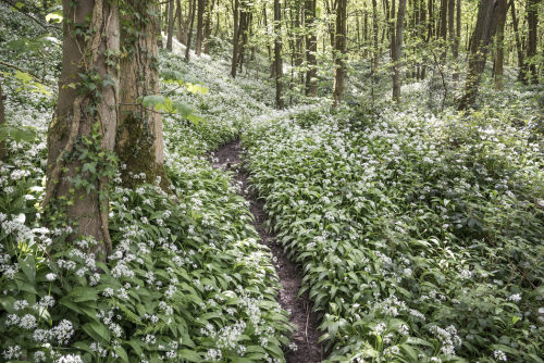 Wild garlic by Andrew Kearton
