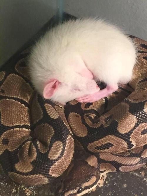 loodletooboodleroodlesoodle: dawn-hammer: oh my heart This is terribly unhealthy for the snake both 