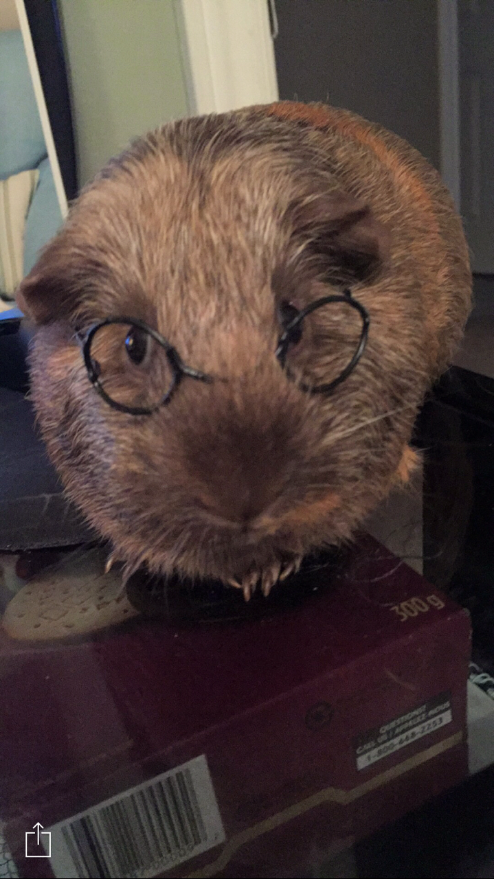 craigginz:they like to wear glasses  Potter!!!