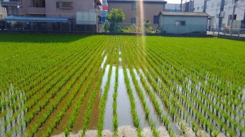 City rice field #japan #farm #natural #urban #osaka #rice #green #nature #nofilter #大阪 #みどり (at Osak