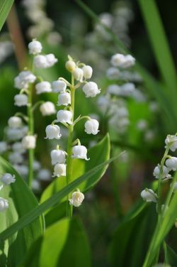 Lily of the Valley 💖