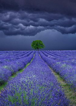 coiour-my-world: Lavender Field Storms ~ antony