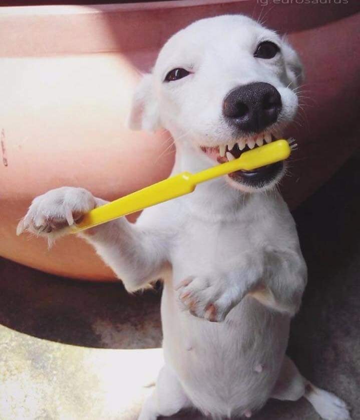 ✿