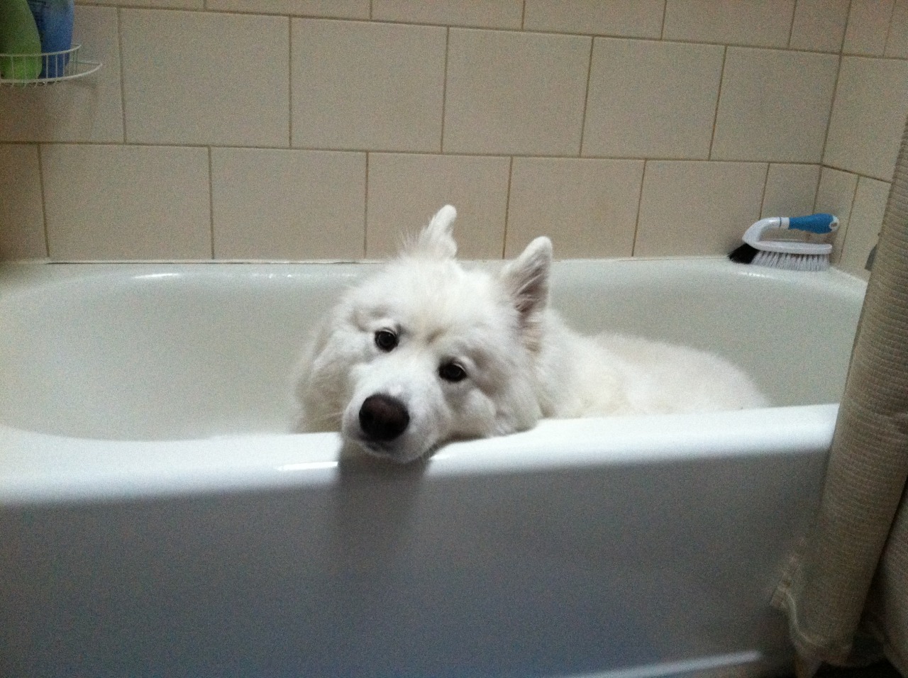 skookumthesamoyed:  Can you please make the scary boomies go away now? I’ll wait
