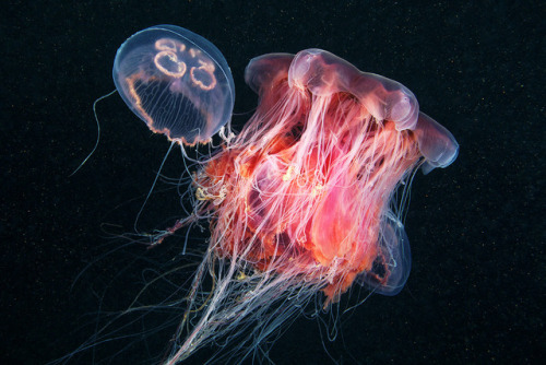 thelovelyseas: Cyanea capillata feeds on Aurelia aurita by Alexander Semenov