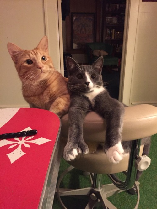 heziilah:my boys sit at the dinner table with us in my mom’s old dental assisting chairDr. Derpenste