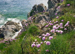 outdoormagic:  Coastal Flowers on Cliffs in Cornwall, UK by ukgardenphotos on Flickr.