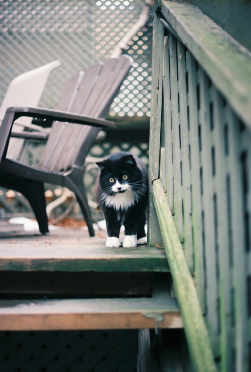 thingsonfilm:tesla. toronto.