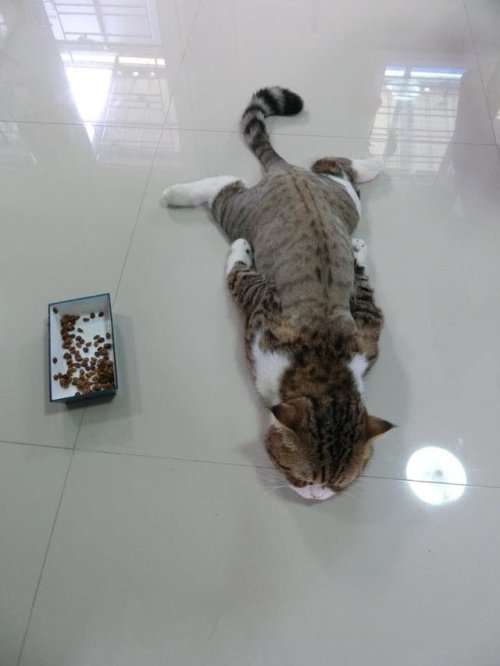 irregular-expression:(via netgeek動物さんのツイート: “床のひんやり感を堪能する… ”)