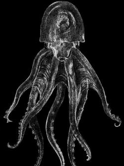 Scienceyoucanlove:  Glass Octopus   This Unbelievable Octopus Is So Ghostly And