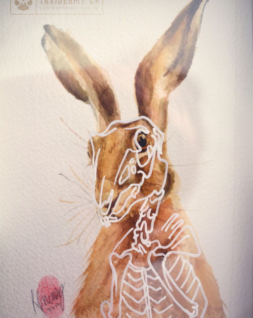 ‘Anatomy of a Hare’ Original artwork is now available to purchase online! Only at www.taxidermyco.uk