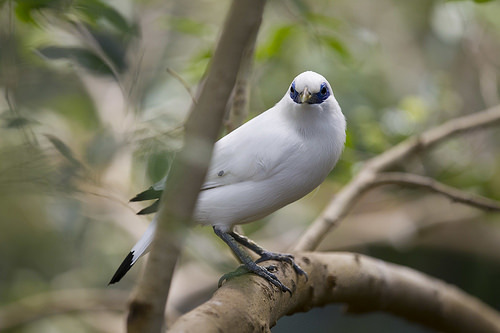 ainawgsd: Jalak Bali The Bali myna is a medium-large bird, almost wholly white with a long, drooping
