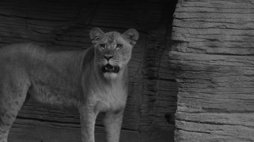 Lioness Series 2Riverbanks Zoo - Columbia, SC